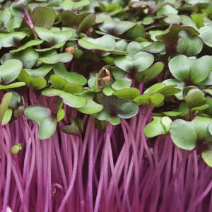 Radish Sprout Microgreens - Triton Purple